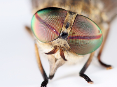 Horsefly extreme macro